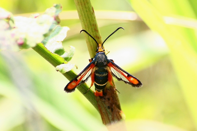 La mia prima Sesiidae, ma quale?  Pyropteron chrysidiforme